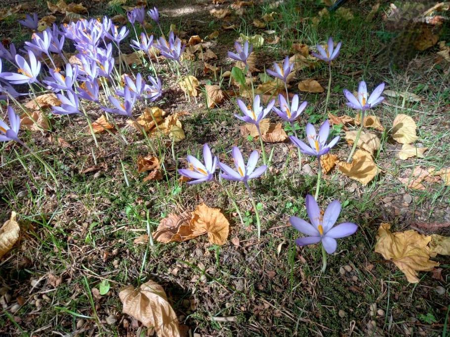 Gite L'Enclos O Rendez-Vous Roquefeuil-Pays De Sault- Avec Jardin Экстерьер фото