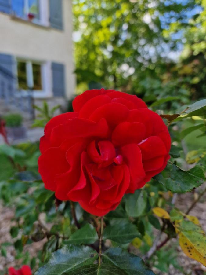 Gite L'Enclos O Rendez-Vous Roquefeuil-Pays De Sault- Avec Jardin Экстерьер фото